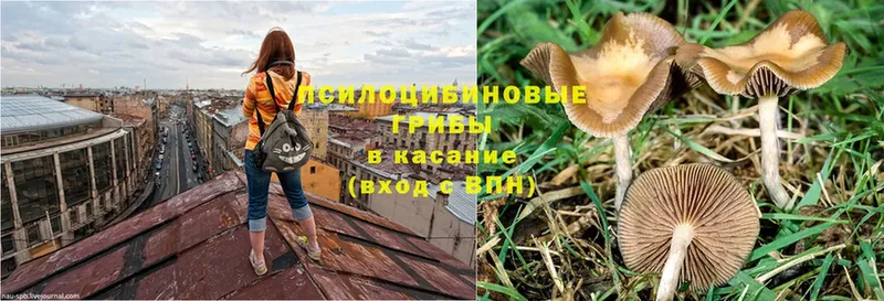 ОМГ ОМГ как войти  Конаково  Галлюциногенные грибы Psilocybe  наркотики 